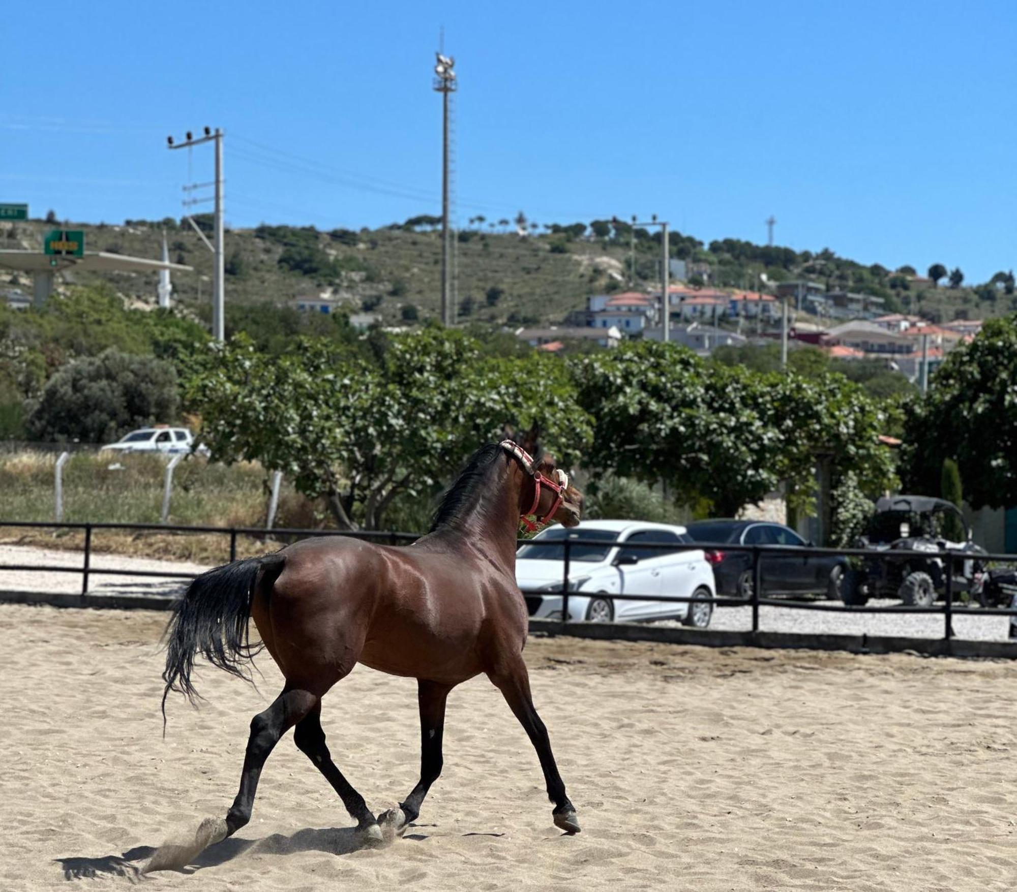 Ride And Stay Çeşme Exteriör bild